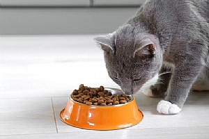 ���� ����� ����� - �� ����� �� ����� ����� ����� ����