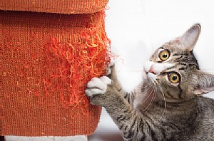 ��� ����� ����� ����� ����? ����� �������