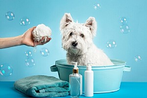 ��� ��� ����: ������ ���� ������ ����� ����